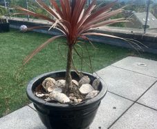 Palms in huge Pots