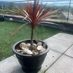 Palms in huge Pots