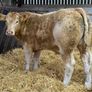 Charolais Bullock Weanling Calves Image 8