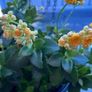 kalanchoe Image 6