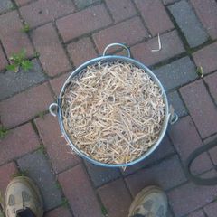 Beech  Smoking Shavings