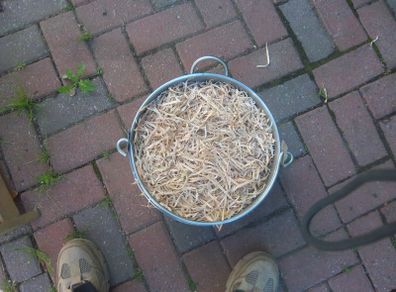Beech  Smoking Shavings