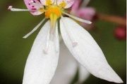 Strawberry Begonia (Saxifraga stolonifera)