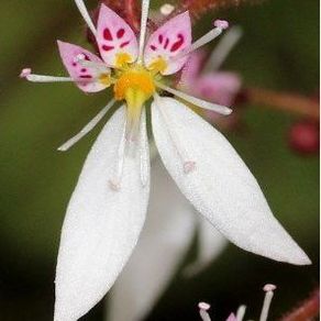 Strawberry Begonia (Saxifraga stolonifera)