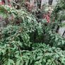 Fuchsia plants Image 2