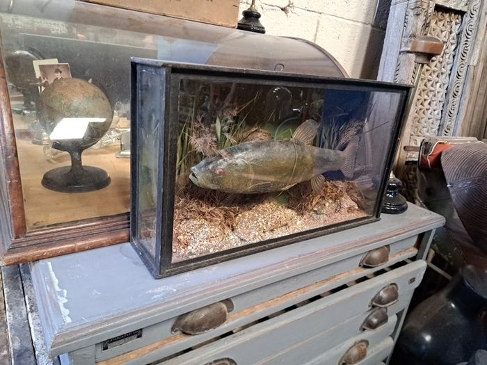 Antique Taxidermy
