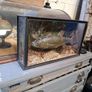 Antique Taxidermy Image 2
