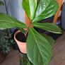Fiddle leaf fig Image 5