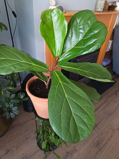 Fiddle leaf fig