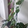 monstera Image 3