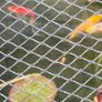 pond Image 2