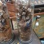 Antique Taxidermy Image 3