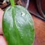 No.2 Philodendron Radiatum Variegated Image 3