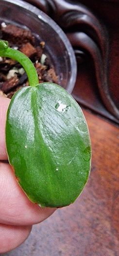 No.2 Philodendron Radiatum Variegated