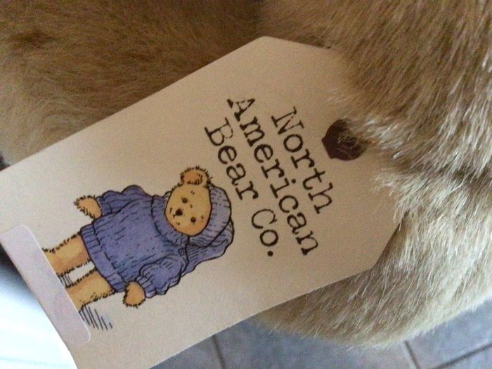 North American bear company family of bears Collectable