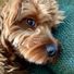 Tadhg Hutchinson