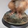 Antique 1900s Taxidermy Fox, Stoat and Red Squirrel in Case Image 8