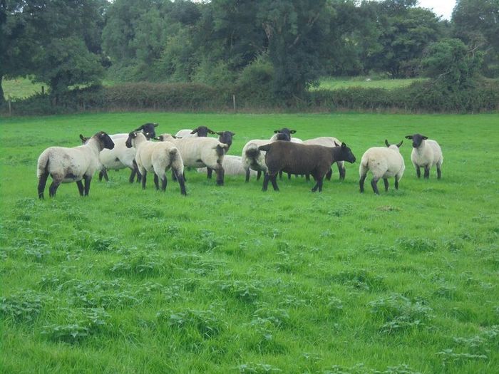 Breeding Hoggets and Sheep