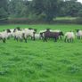 Breeding Hoggets and Sheep Image 7