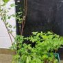 plant raspberry seedlings, blackcurrant, wild garlic Image 4