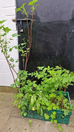 plant raspberry seedlings, blackcurrant, wild garlic