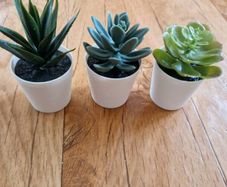 Ikea Mini Succulent Desk Plants