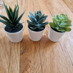 Ikea Mini Succulent Desk Plants
