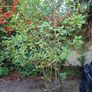 Garden Plant in large plastic pot Image 2