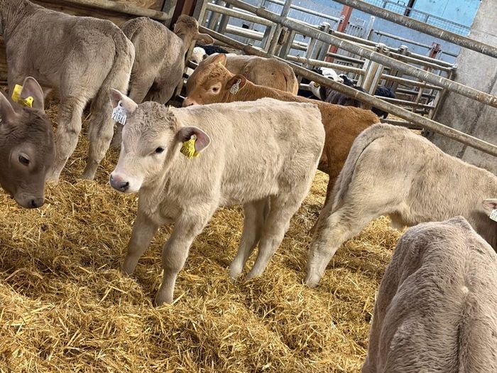 20 Charolais Heifer Calves