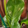 Philodendron Mottled Dragon Image 7
