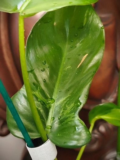Philodendron Mottled Dragon