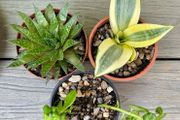 Succulent Cacti Plant Collection