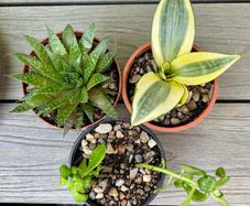 Succulent Cacti Plant Collection