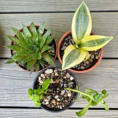 Succulent Cacti Plant Collection