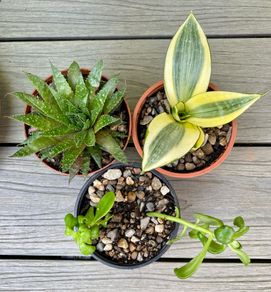 Succulent Cacti Plant Collection