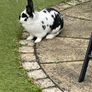 pet Rabbit Image 3
