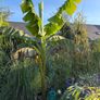 large musa basjoo - japanese hardy banana Image 5
