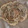 Fossilized wood, Madagascar, Triassic period. With metal display stand. Image 3