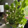 Baby money plant Image 2