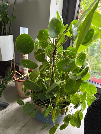 Baby money plant