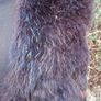 Art Deco 4ft Real Black Fox Fur Stole(Super Rare) Image 7