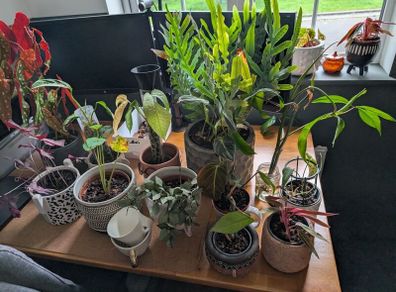 house plants 11++