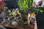 house plants 5euro each