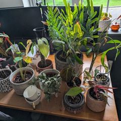 house plants 5euro each