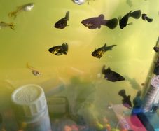 Fish