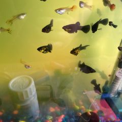 Fish
