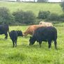 5 Pedegree Polled Dexter Cow and Calf Image 4