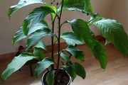 Canna indica Plant