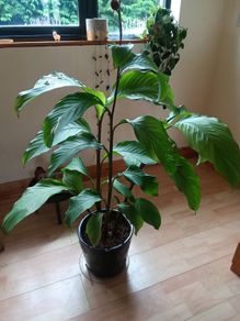 Canna indica Plant