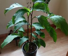 Canna indica Plant